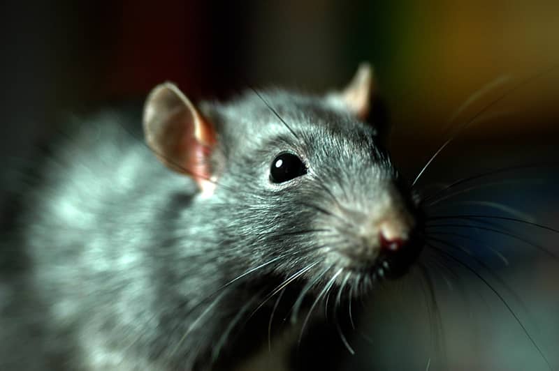 Factors to Consider When Looking for a Good Pest Control Company