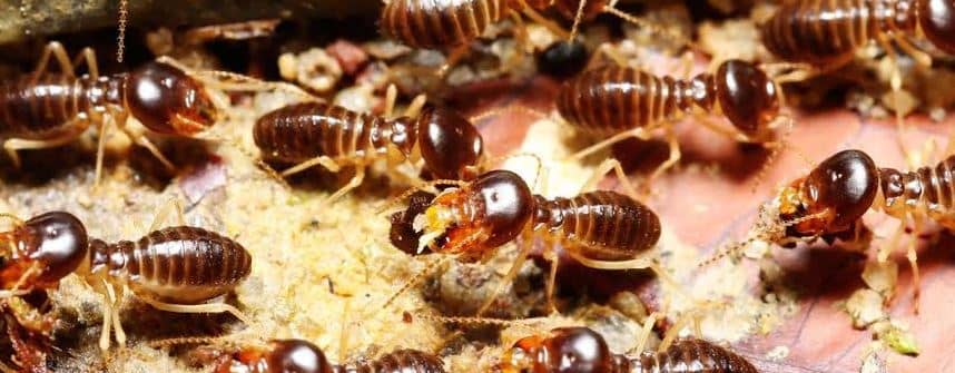 Pest Control: the Relevance of Carrying Out This Practice in Your Home